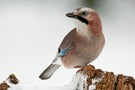 Eichelhäher (Garrulus glandarius)