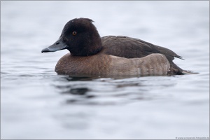 Reiherente (Aythya fuligula)