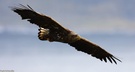 Adler  2
