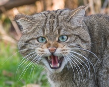 Europäische Wildkatze (Felis Silvestris Silvestris)