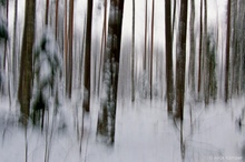 ...Winterwald #2...