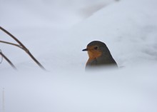 Rotkehlchen