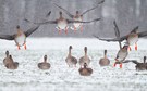 Saagänse bei Schneefall