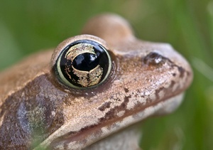 Grasfrosch - Auge