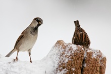 Neugieriger Haussperling (Passer domesticus)