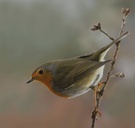 Vogelmakro