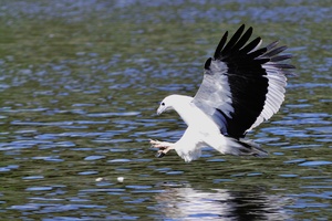 Weißbauch-Seeadler beim Beutefang