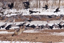 Vogelmassen am Maissilo