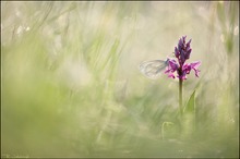 Tintenfleckweißling an orchis militaris