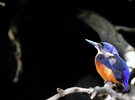 Azurfischer (Azure Kingfisher, TAS) sonnt sich