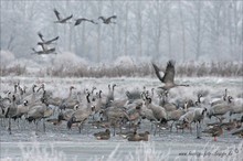 Kraniche und Gänse trotzen Schnee und Eis