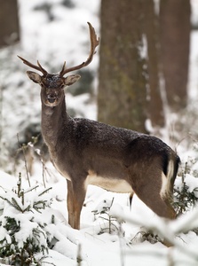 Damhirsch im verschneiten Winterwald