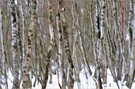 ~ Winter im Moorbirkenwald ~