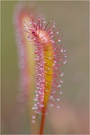 Langblättriger Sonnentau (Drosera anglica)