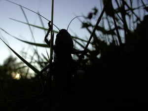 Warzenbeißer im abendlichen Gegenlicht