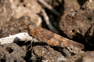 Sphingonotus caerulans (Blauflügelige Sandschrecke)