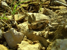 Blauflügelige Ödlandschrecke