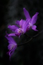 Orchideenblüten
