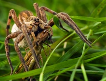 Grasshoppersnack