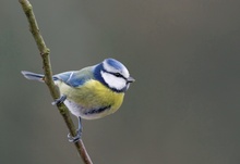 Blaumeise (Cyanistes caeruleus)