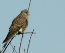 Turmfalke im Sonnenschein....