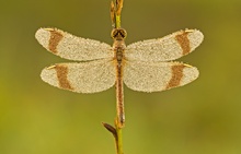 Gebänderte Heidelibelle