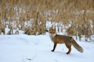 Fuchs im Schnee