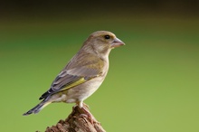 Grünfink (Carduelis chloris)