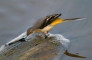 Gebirgsstelze bei der Nahrungssuche ((Motacilla cinerea)