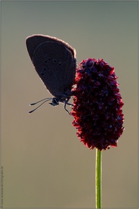 Maculinea nausithous-Wochenende ;-)