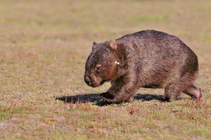 Wombat