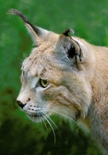 Luchs