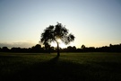 Baum auf einer Wiese