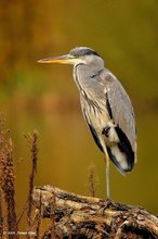 Einbeiniger "Fischdieb"