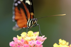 Eueides isabella