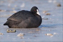 Blässhuhn (Fulica atra)