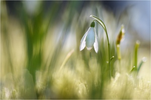 Schneeglöckchen