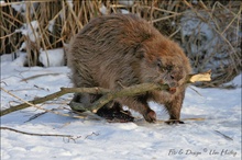 Biber Winterbaustelle