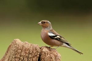 Buchfink (Fringilla coelebs), Männchen