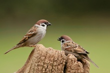 Feldsperlinge (Passer montanus) am Futterplatz