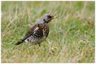 Wacholderdrossel ( Turdus pilaris)