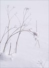 ~ Winter ~