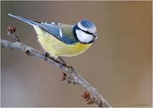 ..... ne kleine Blaumeise