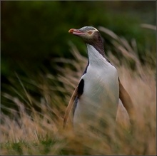 gelbaugenpinguin auf dem weg zum schlafplatz