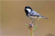 singende Tannenmeise (Periparus ater)