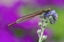 Frühe Adonisjungfer Pyrrhosoma nymphula