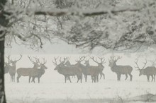 Rothirsche im Schneetreiben