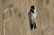 „Rohrammer im Frühling“