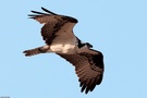 Fischadler  im Flug
