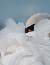 Höckerschwan ( Cygnus olor )